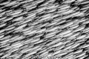 Bait fish being schooled by juvenile reef sharks
— Subal... by Terry Steeley 